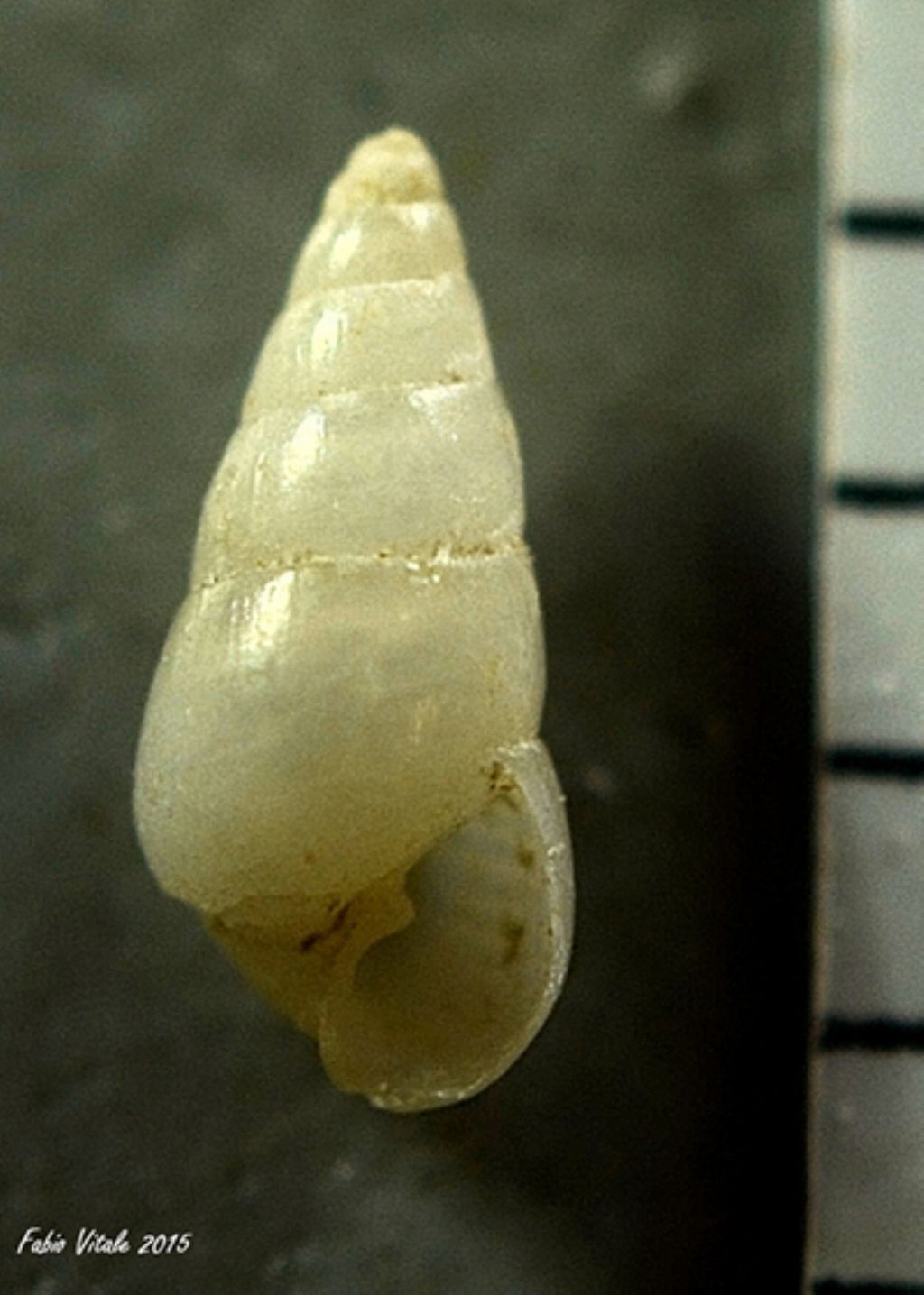 Gasteropodi da determinare